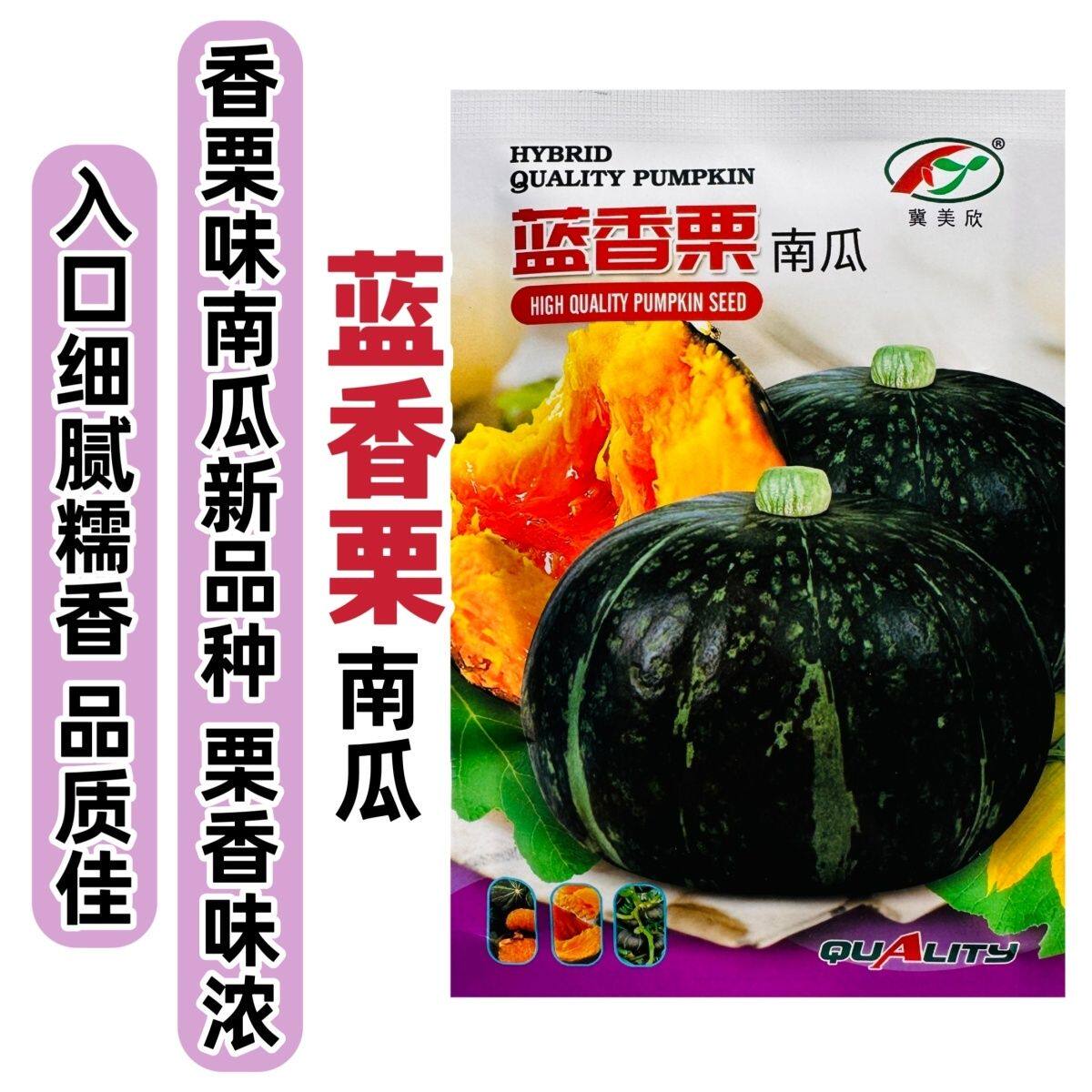 蓝香栗南瓜种子板高产甜