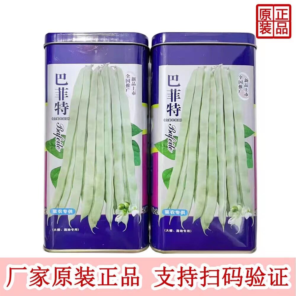 巴菲特白荚长芸豆肉厚清香