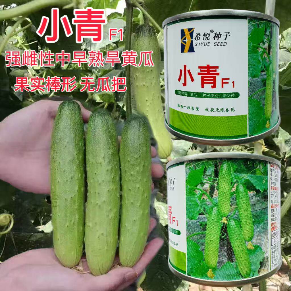 小青强雌性中早熟黄瓜种