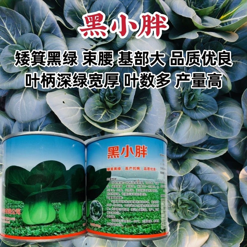蔬菜基地专用苏州青种子青硕黑小胖青菜种籽孑矮箕黑叶束腰秋冬季,鲜花速递/花卉仿真/绿植园艺,家庭园艺种子,淘宝优惠券,粉丝福利购,淘宝优惠卷