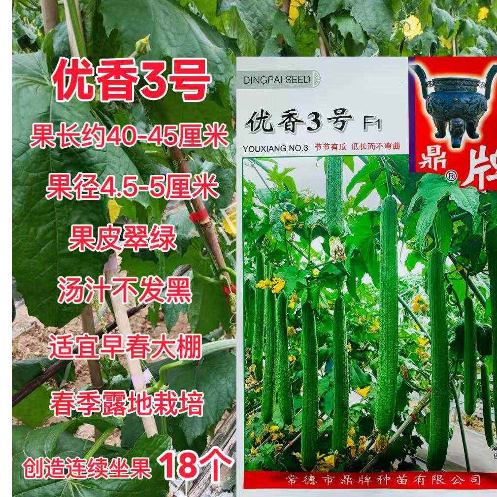 鼎牌优香3号长香丝瓜种子特早熟优质高产果皮翠绿节节瓜春夏季播