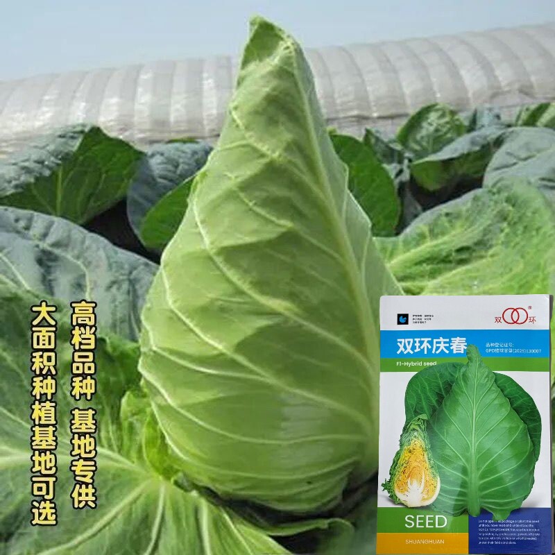 双环庆春牛心甘蓝种子耐