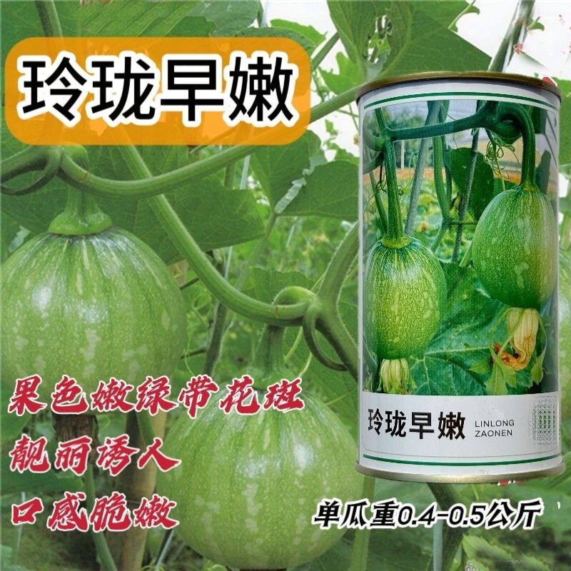 玲珑早嫩小南瓜种籽一串