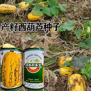 早熟籽多宝种籽短曼型打籽西葫芦杂交种子高产西葫芦产籽葫芦瓜子