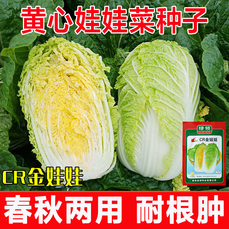 南京绿领CR金娃娃白菜种速生高产