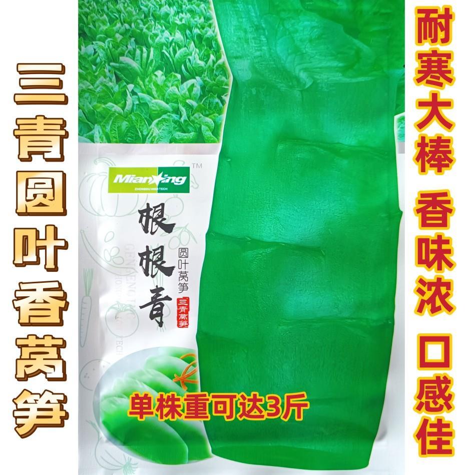 根根青莴笋种子 圆叶三青莴笋耐寒性强青皮青肉茎粗棒冬季莴苣