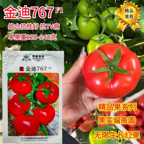 金迪767/566大红果番茄种子无限生长抗TY病高产西红柿种籽春秋播