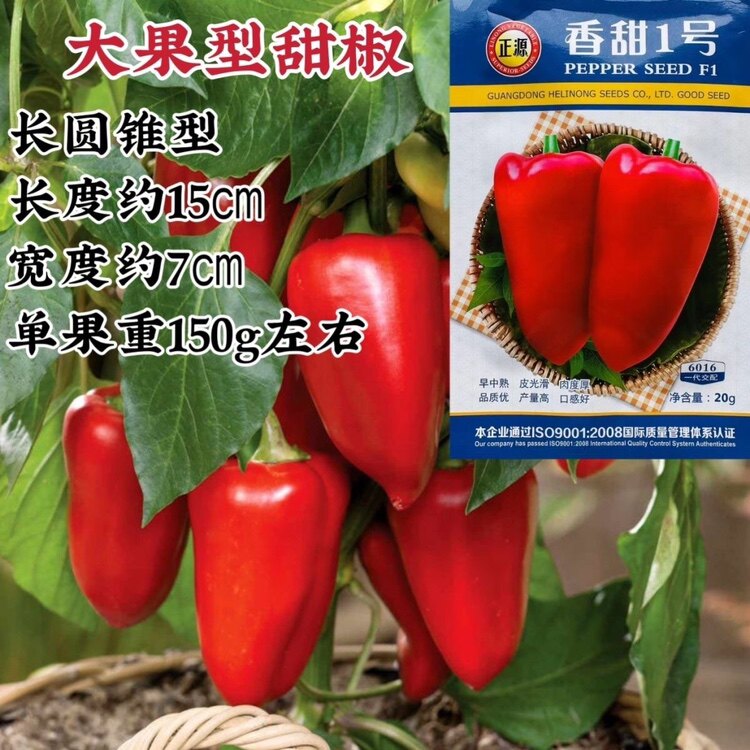 正源香甜1号大果型甜椒种皮厚