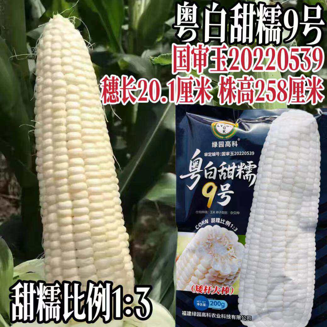 粤白甜糯9号白甜糯玉米种子国审甜香糯粘玉米种籽大棒高产苞米种