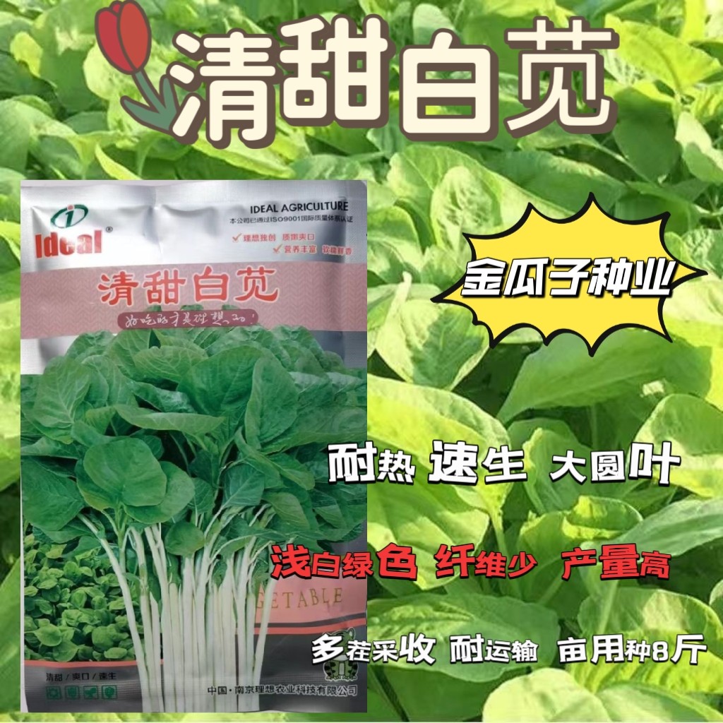 清甜白苋叶苋菜种籽高产