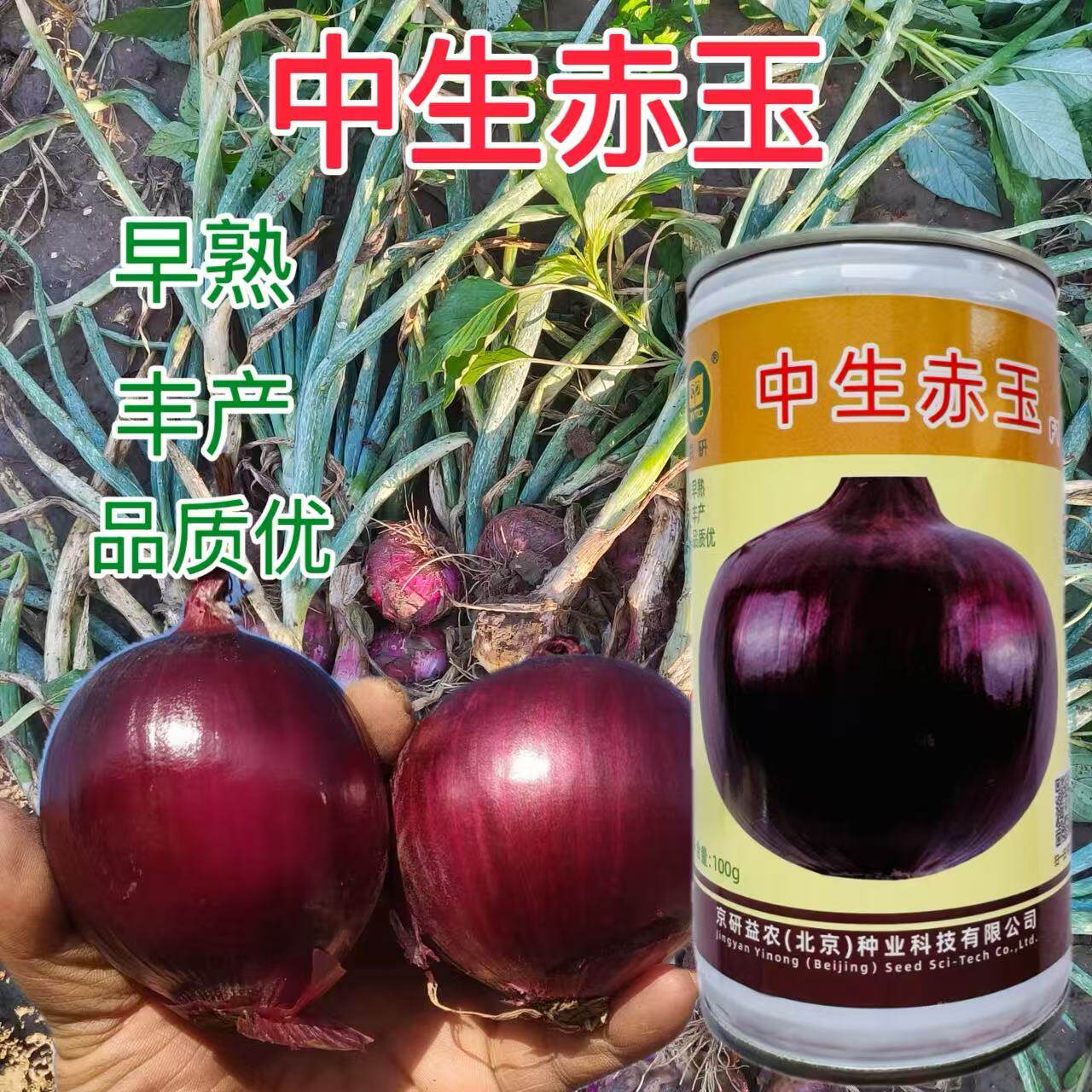 京研中生赤玉洋葱种子 早熟丰产紫皮洋葱种子辣味轻品质好耐裂球