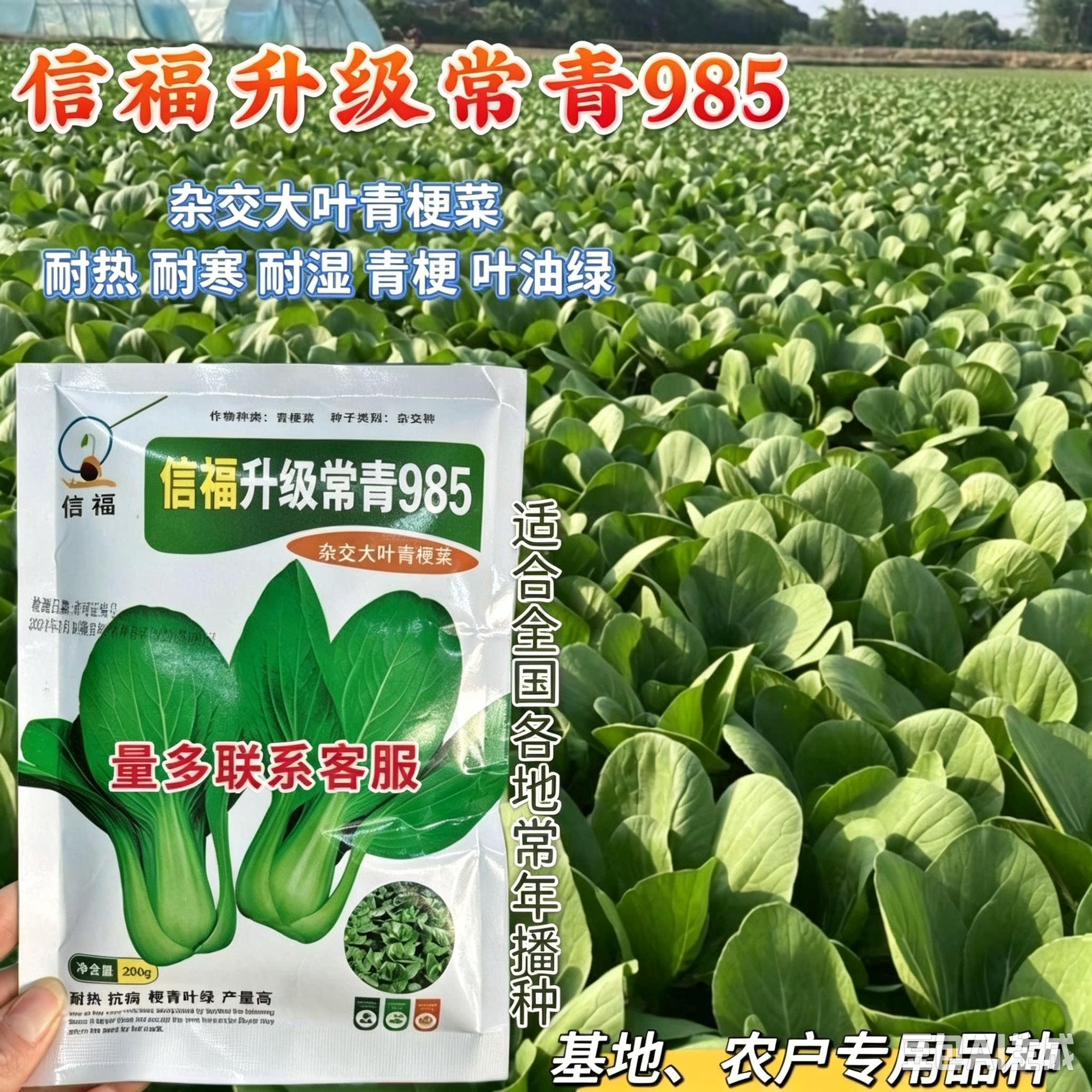 富信升级常青985青梗菜种子 耐热耐寒耐抽苔大田基地种植蔬菜种子