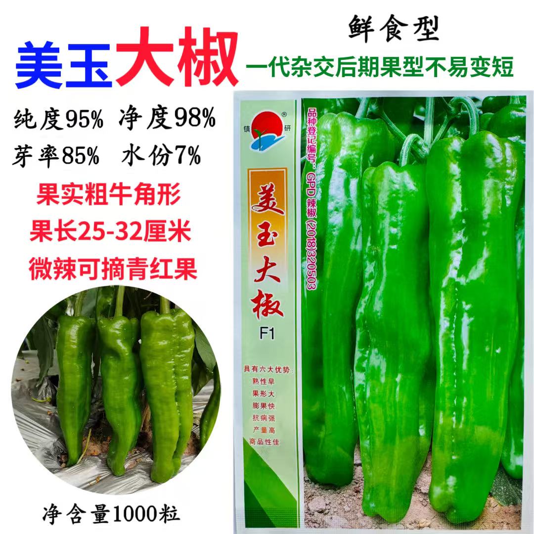 美玉大椒辣椒种子早熟高产抗病抗逆性强大果型辣椒种籽春秋播种孑