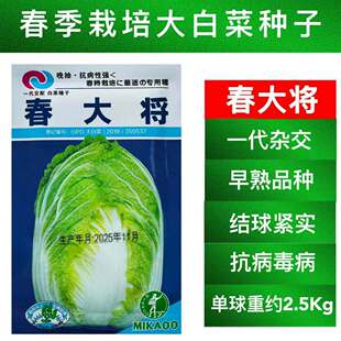 春播大白菜种子早熟高产春大将反季节结球白菜籽农家春季蔬菜种孑