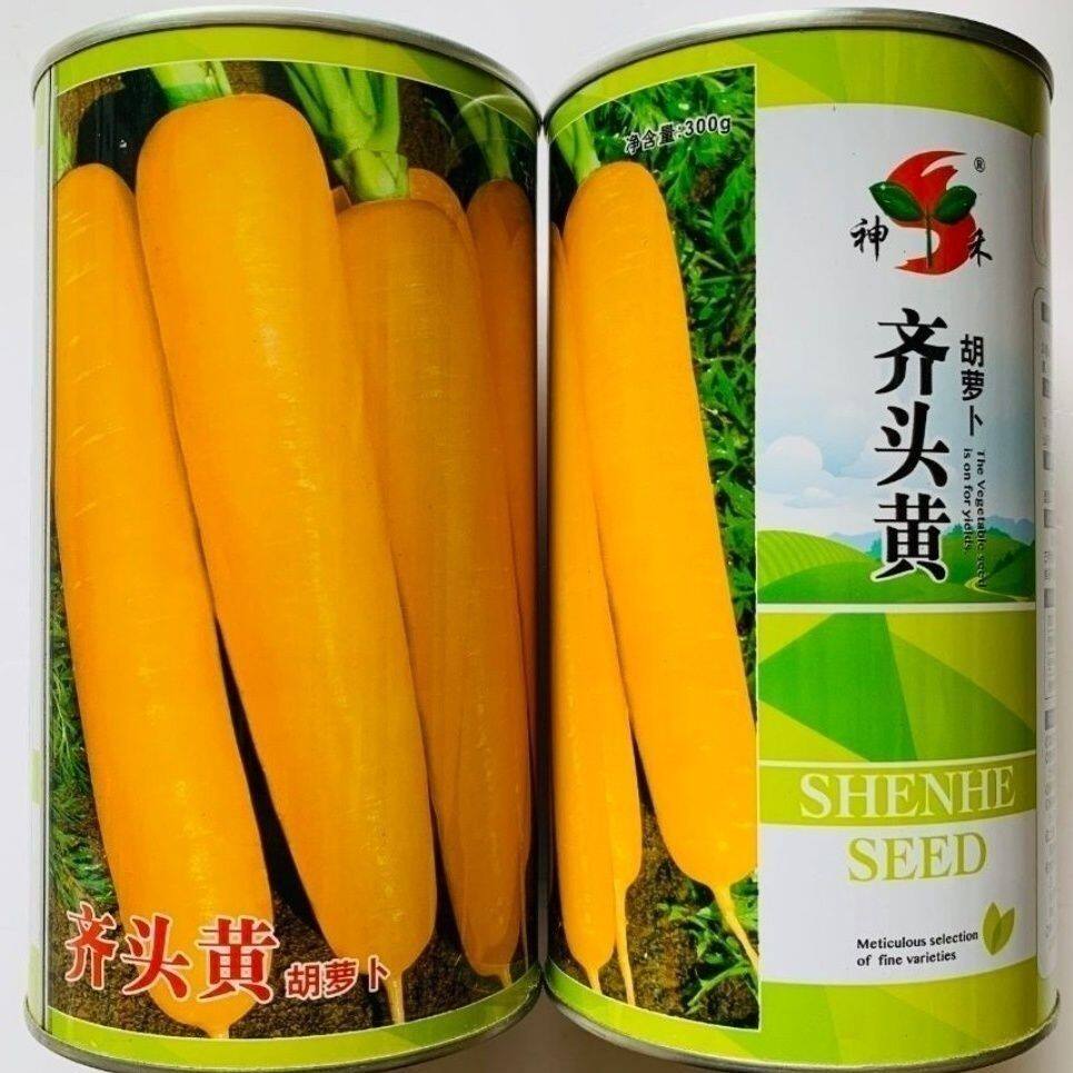 齐头黄胡萝卜种子基地专用高品质胡萝卜种子成品率高优质胡萝卜