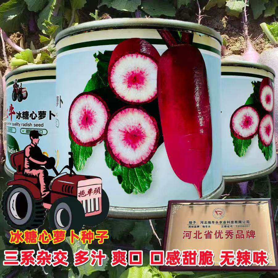 红牛冰糖心萝卜种子三系杂交紫红皮萝卜种子甜脆爽口无辣味春秋种