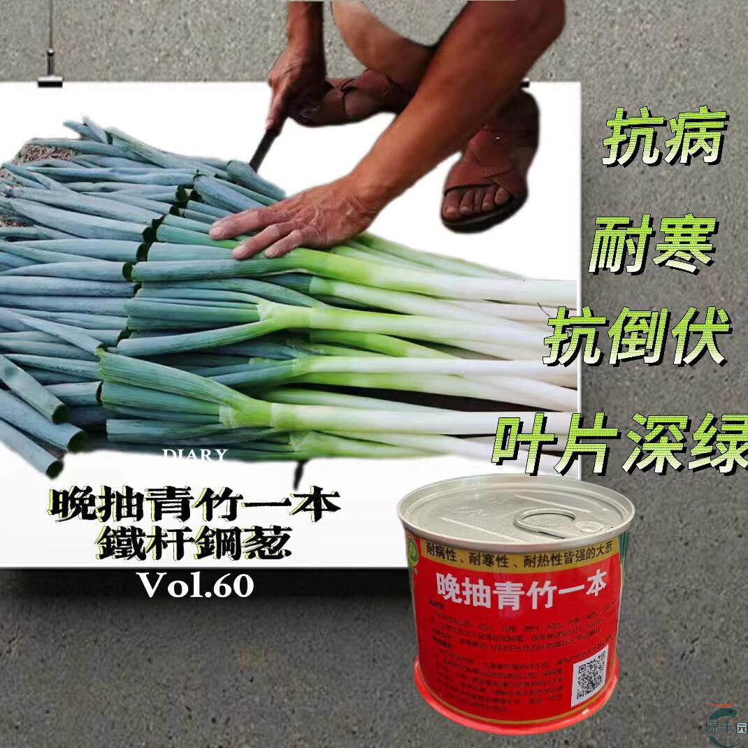 晚抽青竹一本大葱种抗倒伏叶片厚