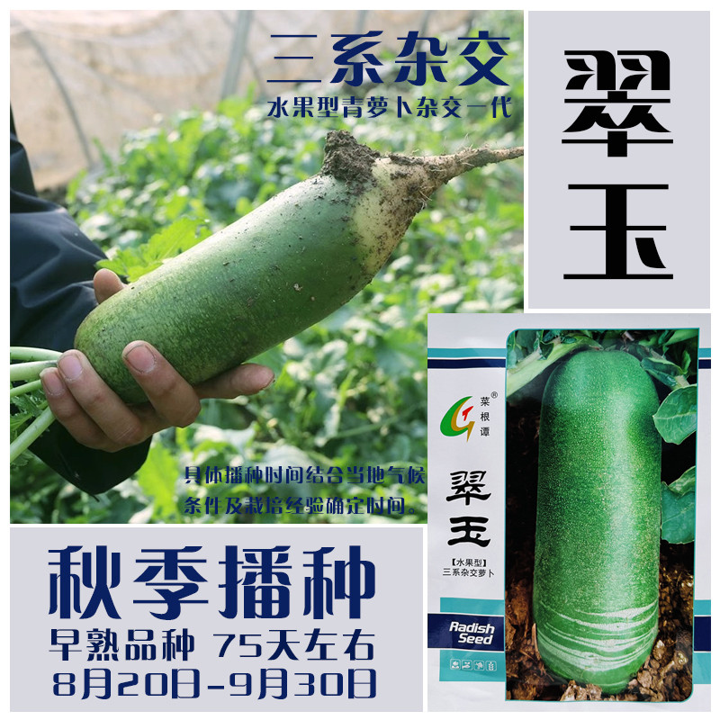 翠玉水果萝卜种子青皮青