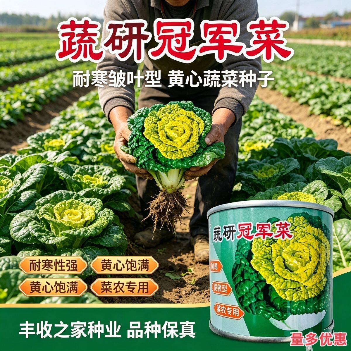 蔬研冠军黄心乌菜种子 安徽淮南黄心乌塌菜种特矮黄心乌种籽耐寒