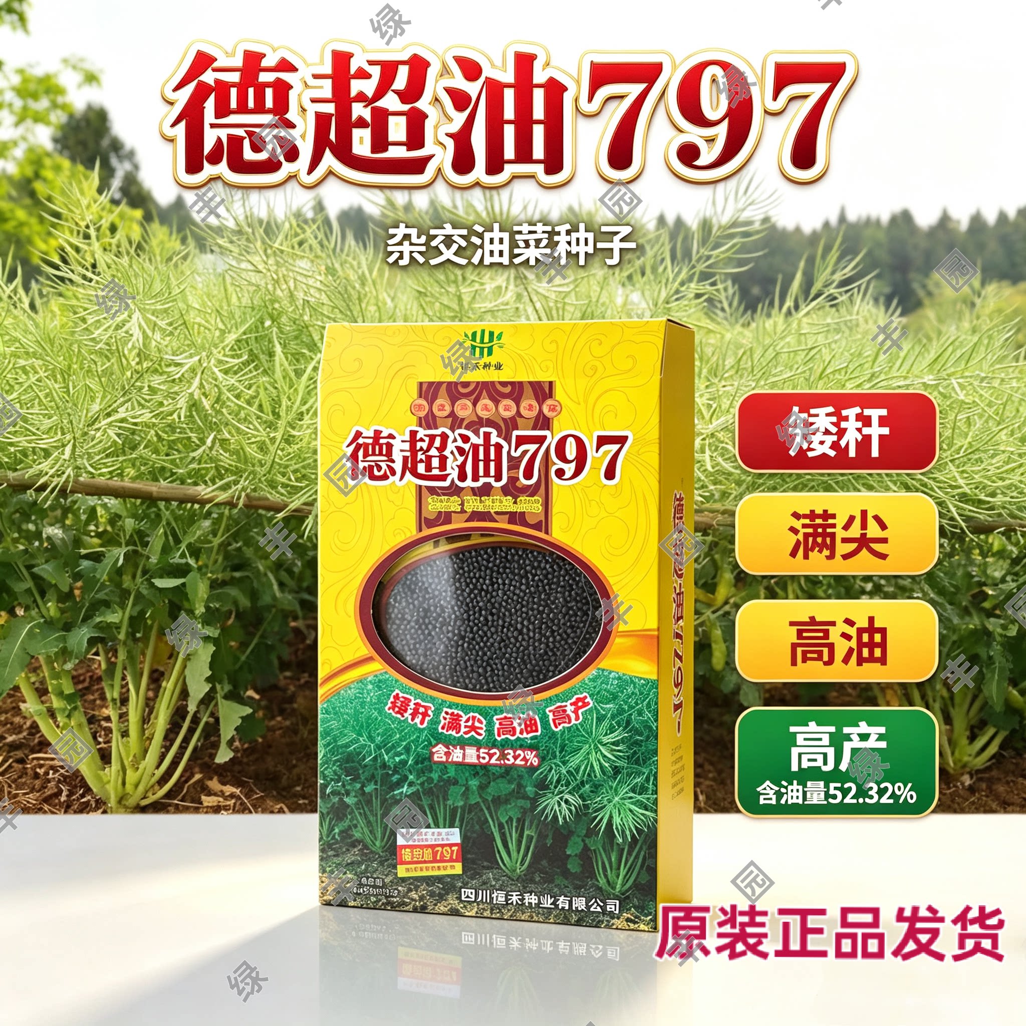 德超油797高产油菜种子杂交大粒油菜籽抗矮杆抗倒抗冻含出油量高