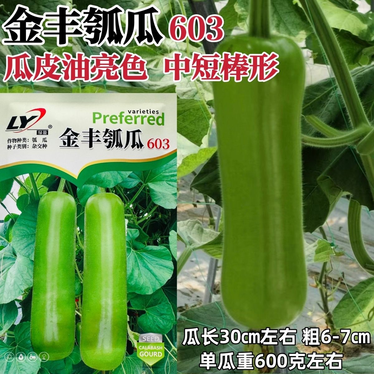 绿盈金丰瓠瓜种子中短棒