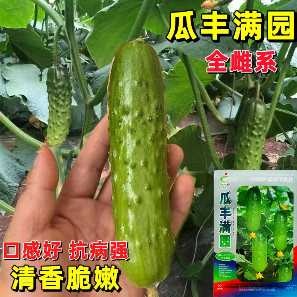 瓜丰满园水果黄瓜种子抗病高产肉厚质脆味甜水果黄瓜种子包邮
