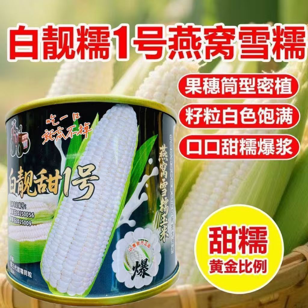 白靚甜1号 燕窝雪糯玉米种子 超甜糯同粒粘糯玉米爆浆白玉米种籽