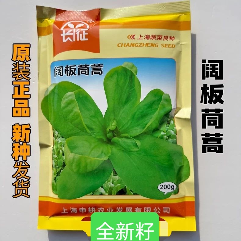 长征阔版茼蒿种子板叶片