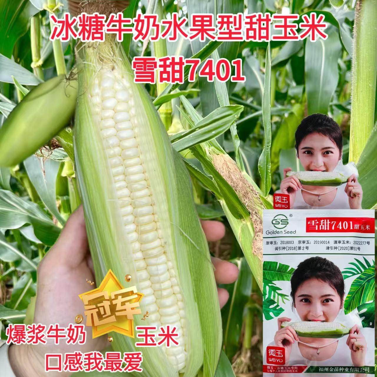 雪甜7401甜玉米种籽早熟