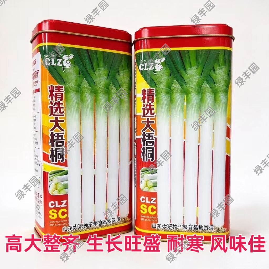 精选大梧桐山东大葱种子章丘铁杆风味佳长白型大葱籽春秋种植耐寒
