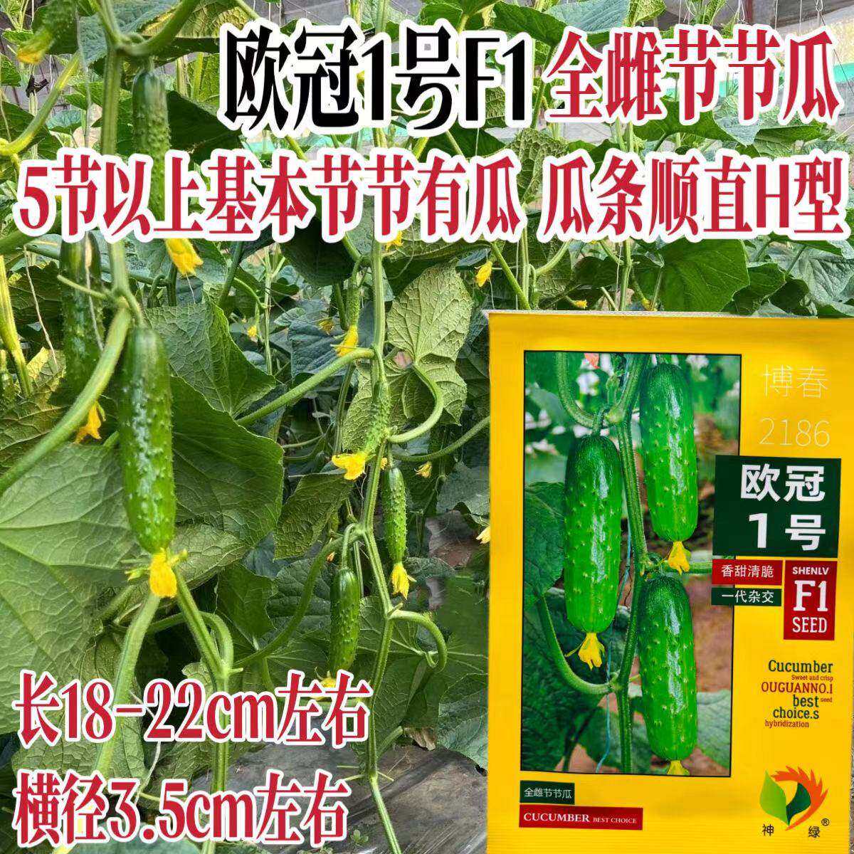 欧冠1号全雌节节瓜种子黄瓜种籽农家春秋播绿肉清脆黄瓜蔬菜种孑