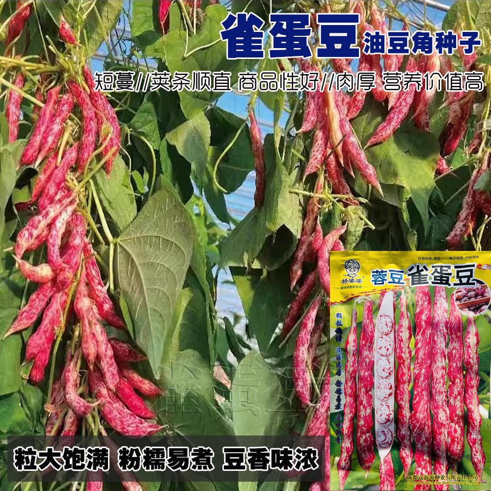 蓉豆家雀蛋小油豆种子鼓