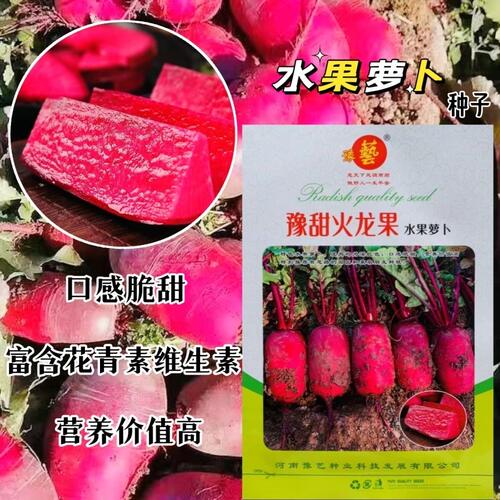 豫甜火龙果萝卜种子早熟红皮红肉水果萝卜脆甜营养丰富凤梨萝卜籽