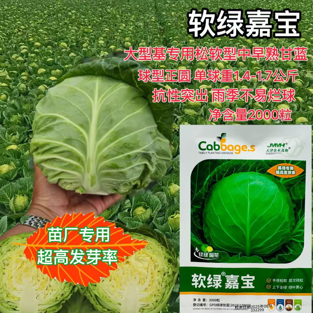 软绿嘉宝甘蓝种子中早熟
