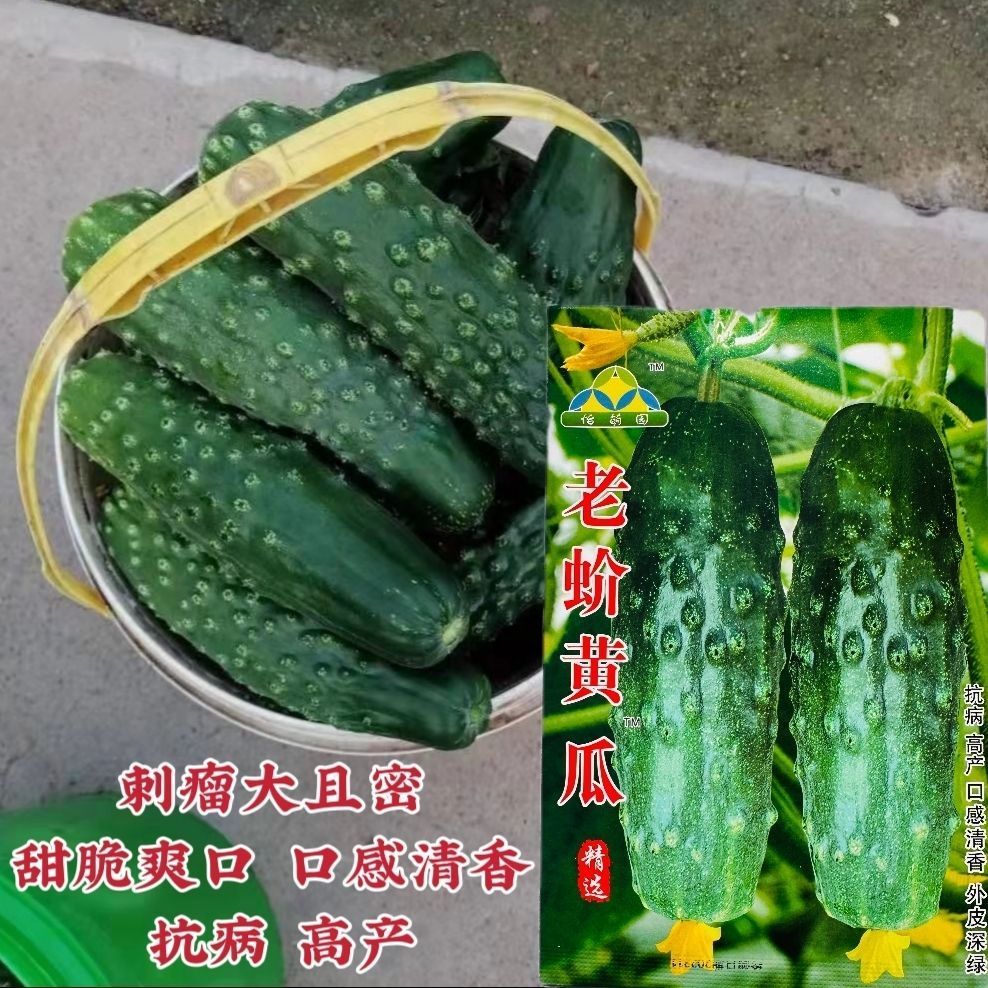 一代杂交黄瓜种子正宗老蚧黄瓜种子矮壮瓜大不下霜不拉秧脆嫩甜孑