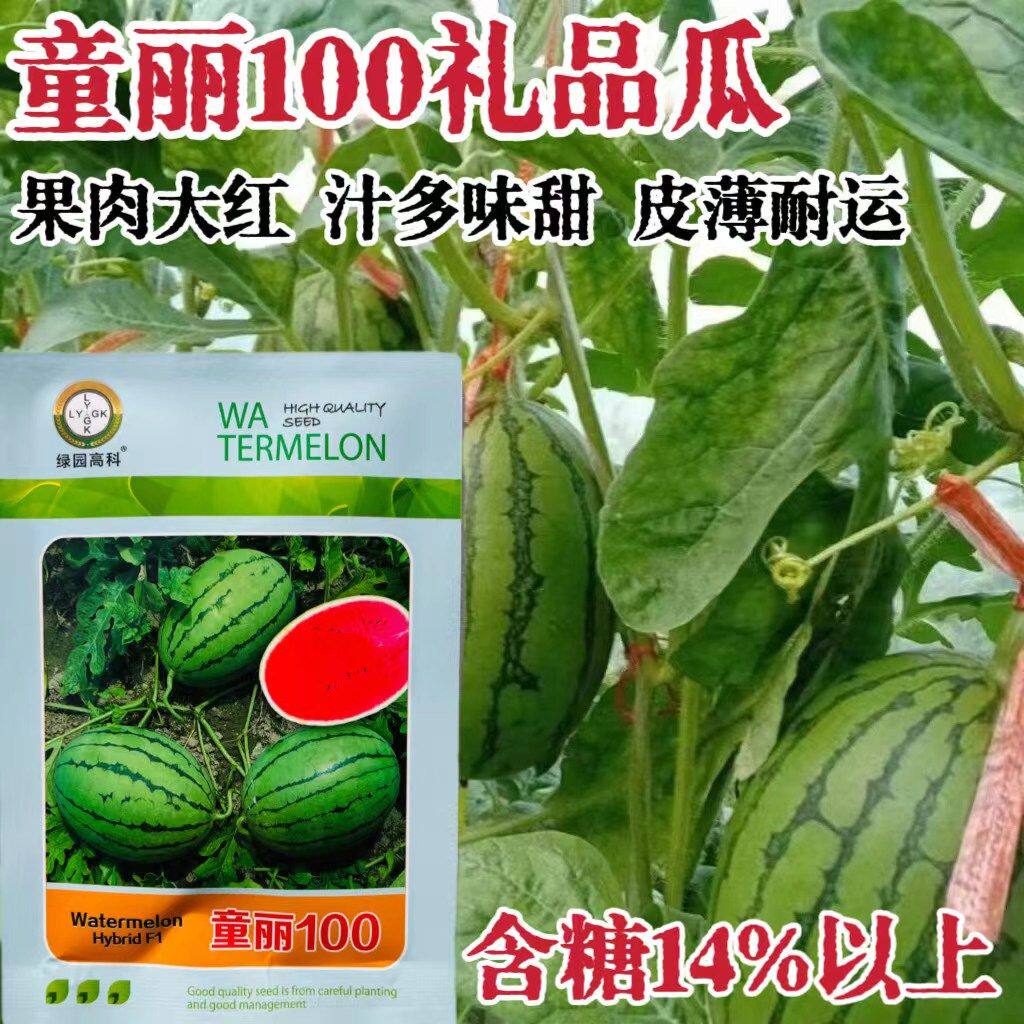 童丽100西瓜种子早熟高产抗病耐热耐寒春秋播麒麟西瓜种籽孑阳台