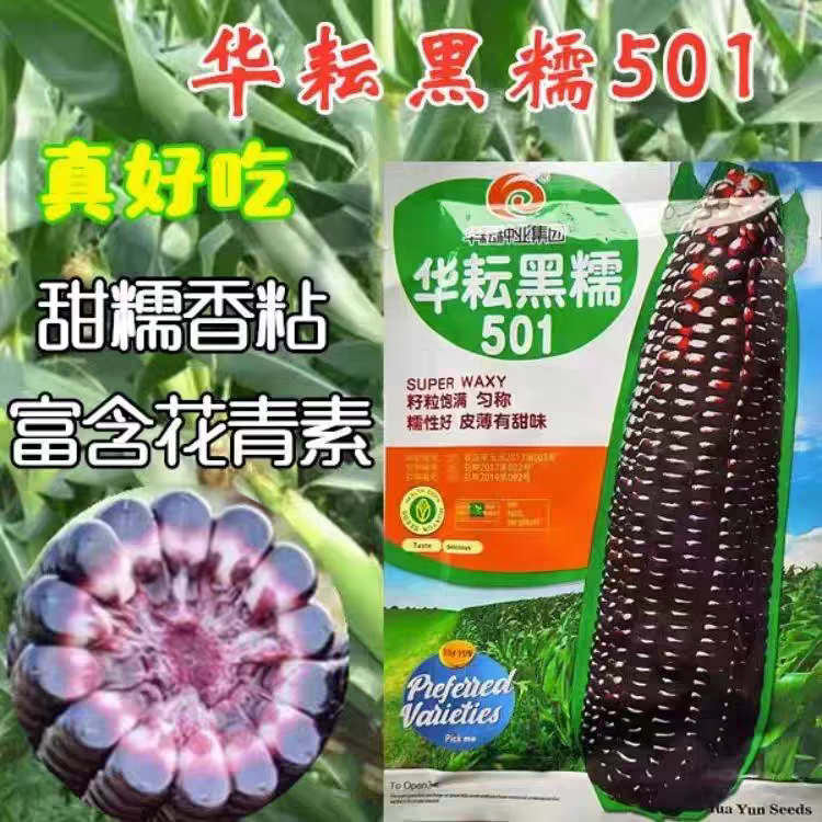 华耘黑糯501玉米种子皮薄