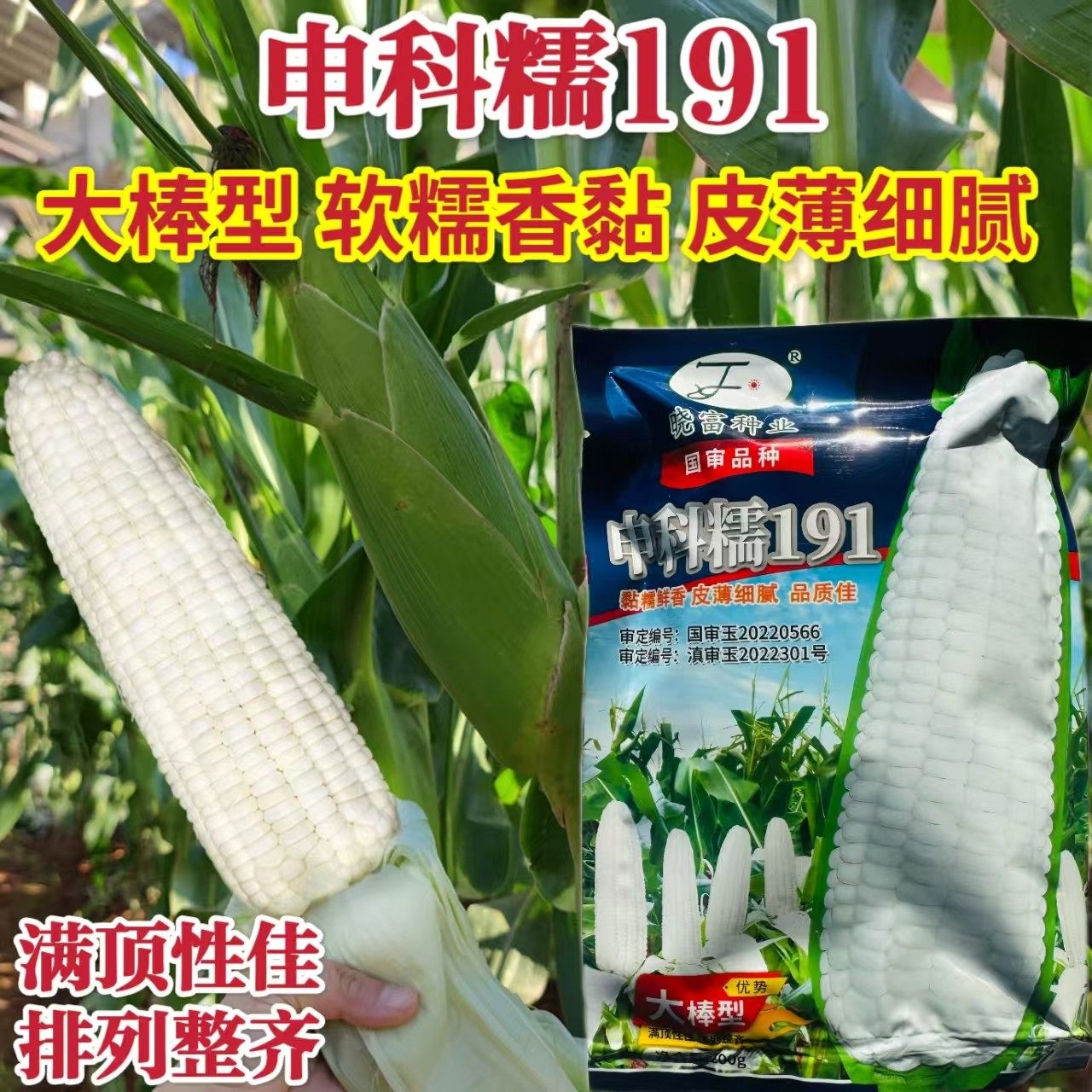申科糯191白甜糯玉米种子杂交高产四季玉米非转基因超甜大田种籽
