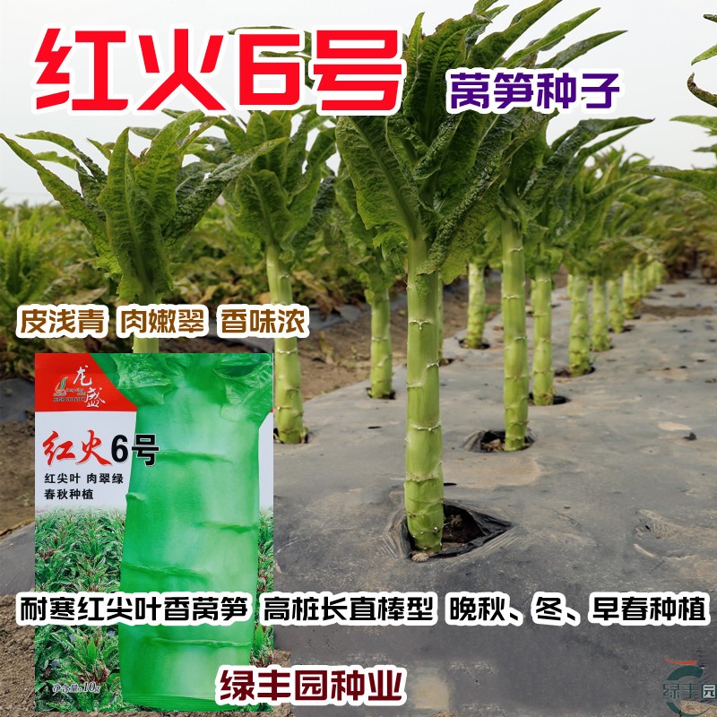 尖叶耐寒绿皮绿肉莴笋种子嫩脆