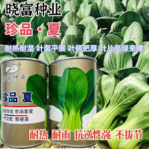 珍品夏青梗菜耐热耐湿耐抽苔