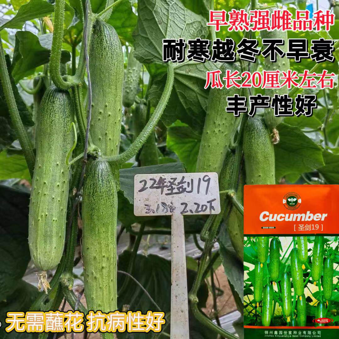圣剑19强雌性水果黄瓜种籽耐寒高产黄瓜种子脆甜基地大田用种抗病