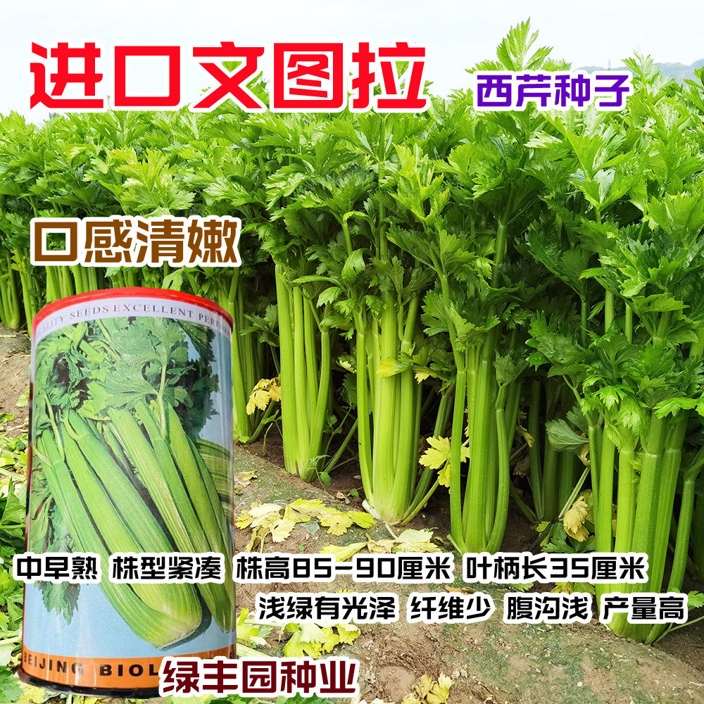 美国进口文图拉芹菜耐热耐寒高产