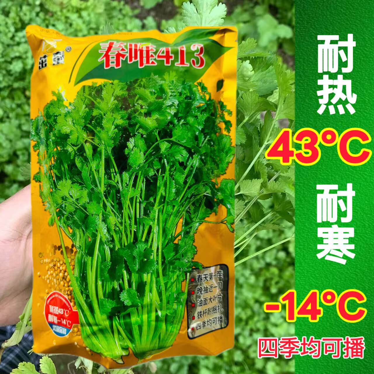 春唯413铁杆香菜种子四季高产耐热耐寒大叶香菜芫荽籽种阳台香菜