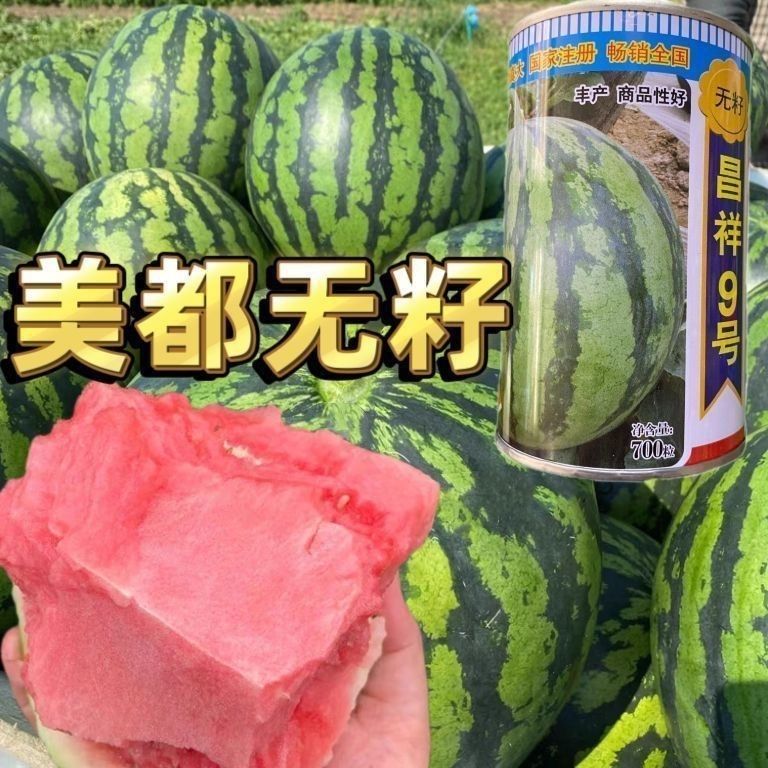 美都无籽昌祥9号麒麟西瓜种子三倍体系杂交高产无籽麒麟罐装大田