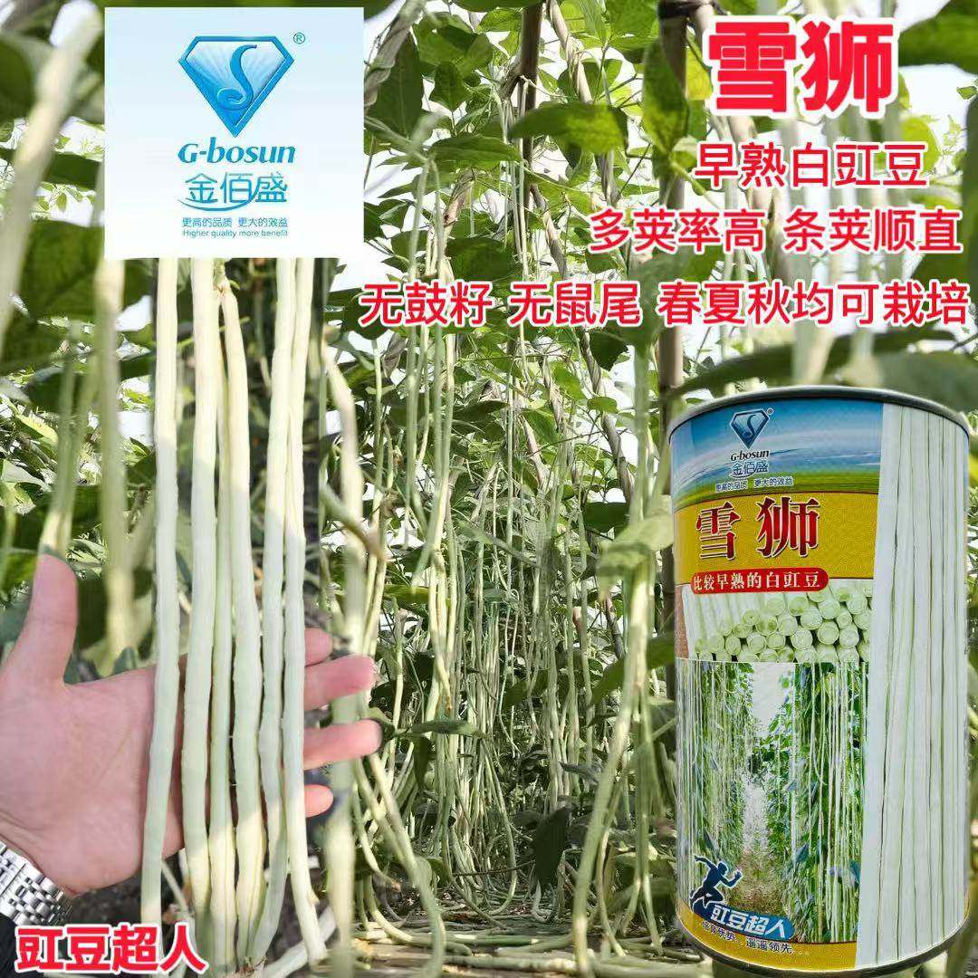 雪狮白豇豆种子极早熟肉厚耐老化双荚高产豆荚长白净不鼓籽