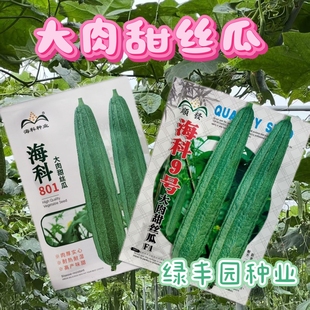 海科9号801大肉甜丝瓜种子早中熟长条形肉厚实心有白花点甜脆抗病