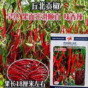 丘北贡椒种子早熟果面光滑顺直辣椒种籽高产抗病大田红尖椒味香辣