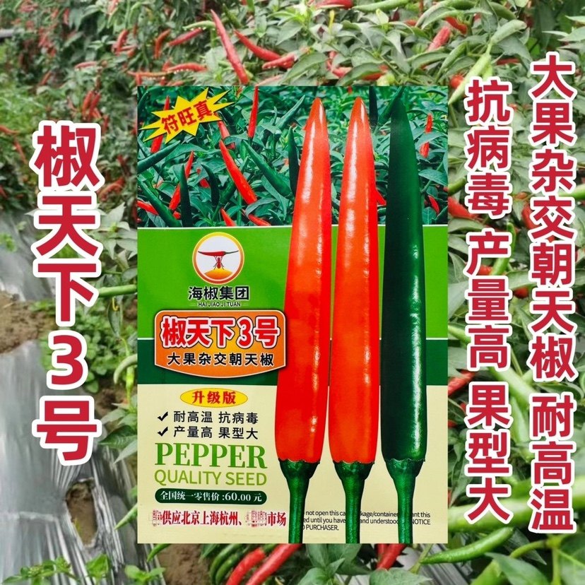 椒天下3号朝天椒种子升级