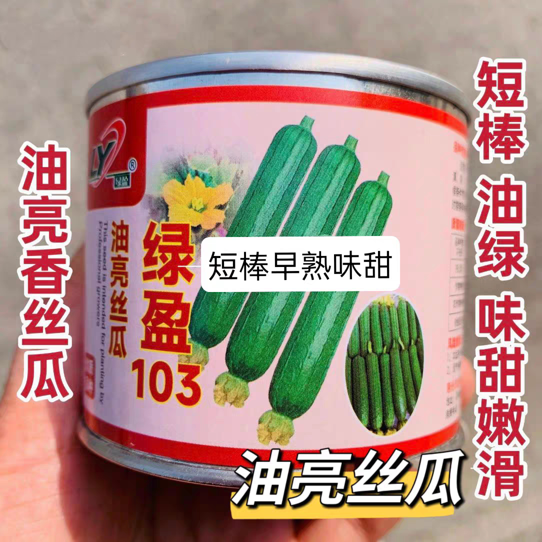 绿盈103油亮型丝瓜种籽早熟结瓜多油皮丝瓜种子春季杂交短棒丝瓜