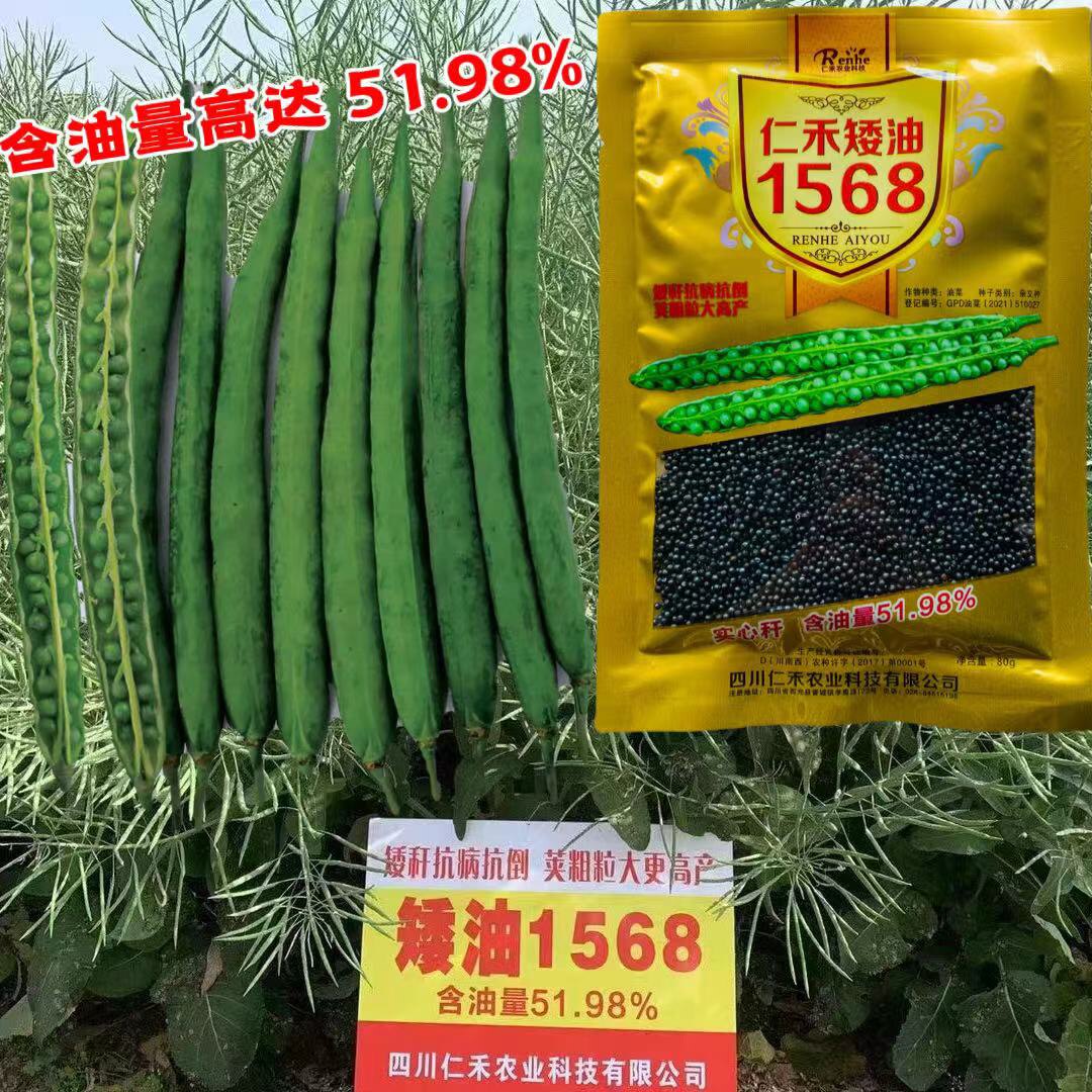 油菜种子矮油1568高产杂交矮杆耐寒抗倒伏高出油早熟油菜花种籽